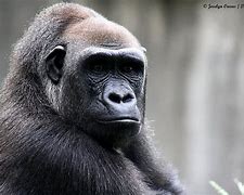 Image result for Female Silverback