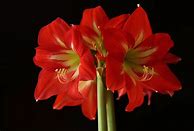 Image result for How to Grow Amaryllis Bulbs