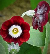 Bildergebnis für Primula auricula Xavier