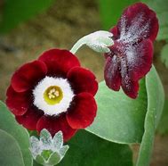 Image result for Primula auricula Dales Red