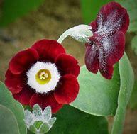 Bildergebnis für Primula auricula Sussanah