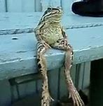 Image result for Frog Sitting Meme
