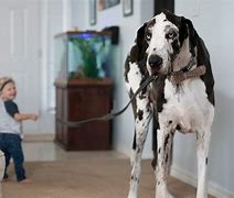 Image result for Biggest Dog in History