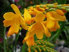 Crocosmia Buttercup に対する画像結果