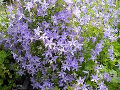 Image result for Campanula garganica