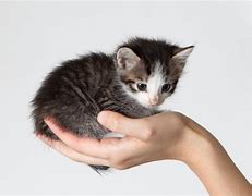 Image result for Snap of Cat in Hand