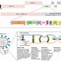 Image result for Genes in the Genome of Covid 19