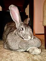 Image result for Giant Bunny Dewlap