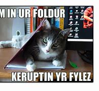 Image result for Lolcat Memes