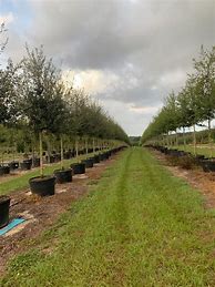 Image result for Sharp Tree Farm Floral City