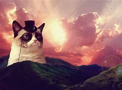 Image result for Grumpy Cat Memes