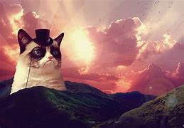 Image result for Judgemental Cat Meme