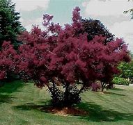 Image result for Purple Leaf Smoke Bush