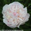 Paeonia lactiflora Baroness Schröder എന്നതിനുള്ള ഇമേജ് ഫലം