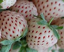 Image result for Different Color Strawberries