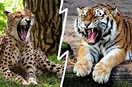 Image result for Cheetah Cross to Tiger