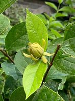 Image result for Calycanthus floridus