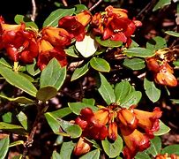 Image result for Rhododendron dichroant. scyphocalyx