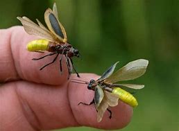 Image result for firefly Lampyridae