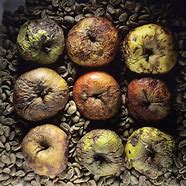 Image result for Rotten Apple Painting