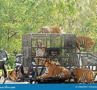 Image result for Woman Feed Tigers