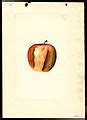Image result for Jonathan Apple Recipes