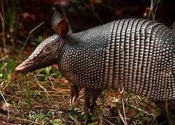 Image result for Armadillo Death Shake