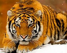 Image result for 8K Ultra HD Animals