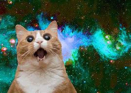 Image result for Space HD Wallpapers Funny Cat