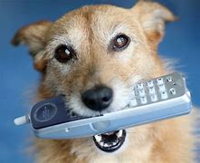 Image result for Fat Dog with Phone