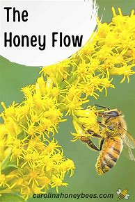 Image result for Honey Flow