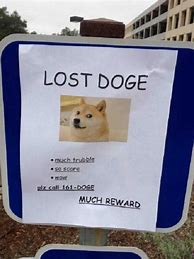 Image result for Missing Dog Meme