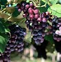 Image result for Grapes Background
