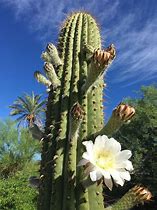 Image result for Desert Cactus with Flowers