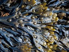 Image result for fucus