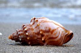 Image result for Whelk or Conch
