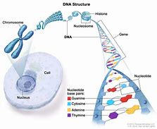 Image result for DNA Relationships