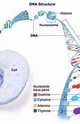 Image result for Relationship Between DNA Genes Chromosomes