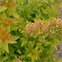 Image result for Physocarpus opulifolius Tiny Wine Gold