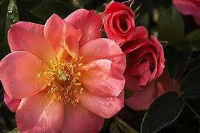 Image result for Rosa All The Rage Easy Elegance