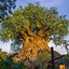 Image result for Tree of Life iPhone Wallpaper