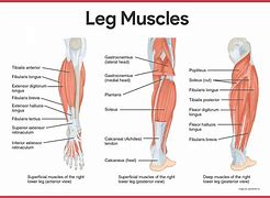 Image result for Lower Extremity Muscles