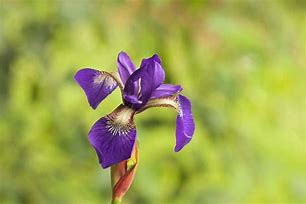 Image result for iris flower