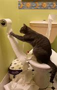 Image result for Cat Proof Toilet Paper Guard