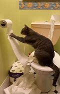 Image result for Cat Proof Toilet Paper Holder