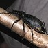 Image result for Insekti Crni Mali