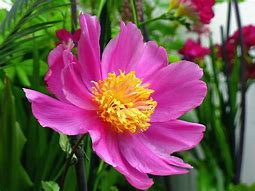 Image result for Pink Flower Yellow Center
