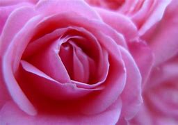 Image result for iPhone 6s Rose Pink