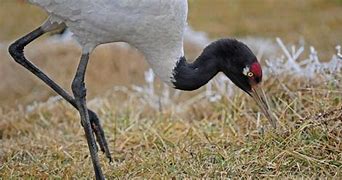 Image result for Weirdest Crane in the World