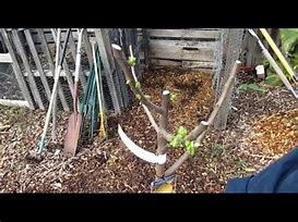 Image result for Pruning Fruit Tree Root Balls